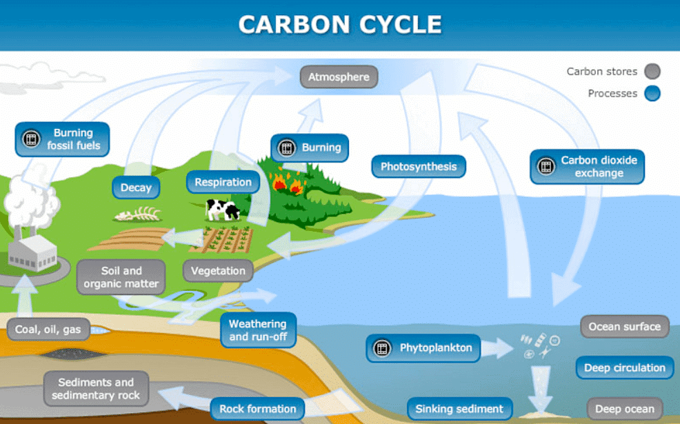Nutrient Cycles | Biology for GCSE/IGCSE - Class 10