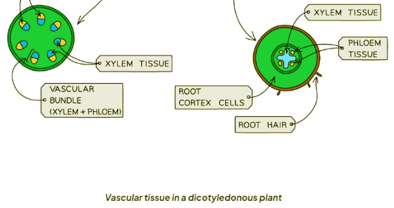 Xylem and phloem | Biology for GCSE/IGCSE - Class 10