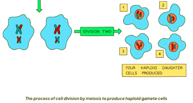 Meiosis | Biology for GCSE/IGCSE - Class 10