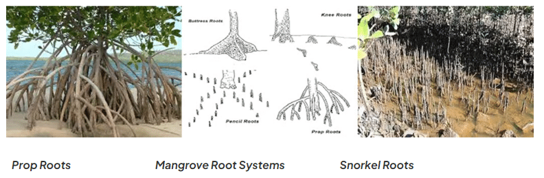 Coastal Ecosystems | Geography for GCSE/IGCSE - Class 10
