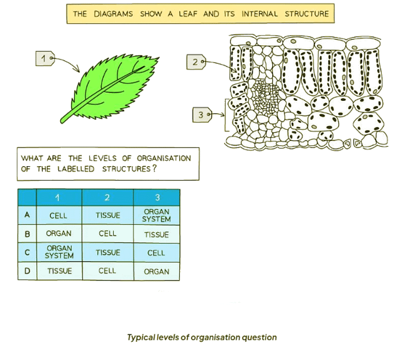 Levels of Organisation in an Organism
