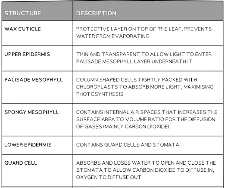 Leaf Structure | Biology for GCSE/IGCSE - Class 10