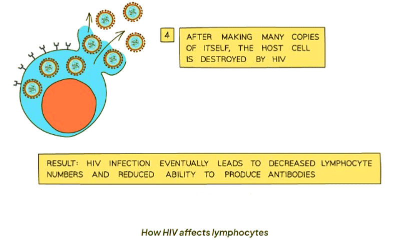 Sexually Transmitted Infections | Biology for GCSE/IGCSE - Class 10