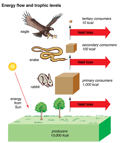 Food Chains & Food Webs | Biology for GCSE/IGCSE - Class 10