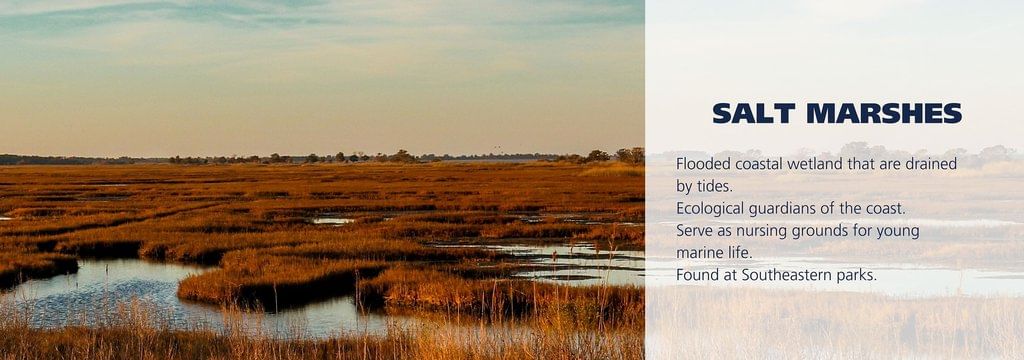 Coastal Ecosystems | Geography for GCSE/IGCSE - Class 10