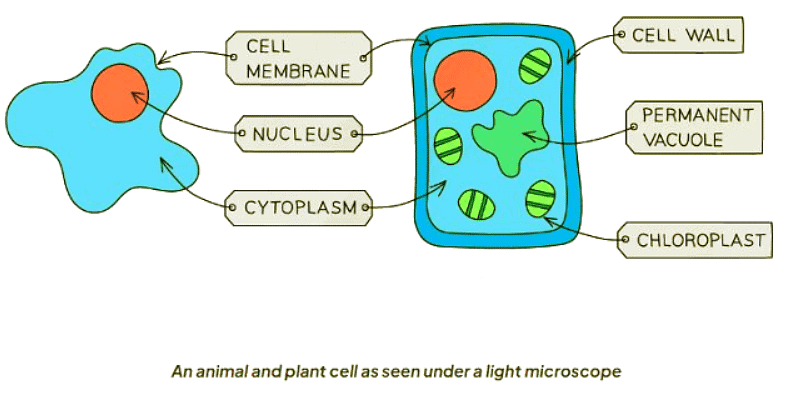 Cell Structure | Biology for GCSE/IGCSE - Class 10
