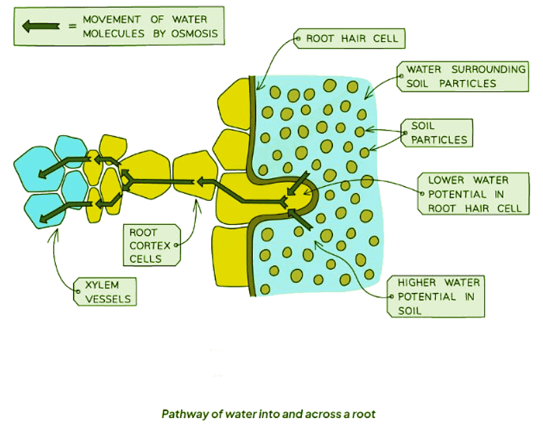 Pathway Taken by Water | Biology for GCSE/IGCSE - Class 10