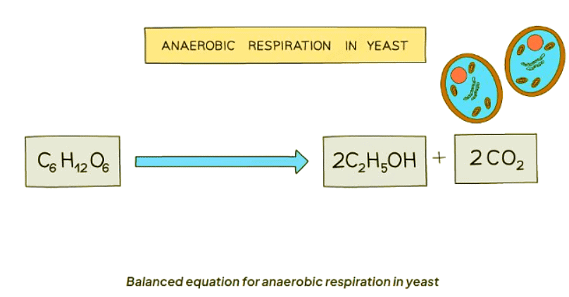 Anaerobic Respiration | Biology for GCSE/IGCSE - Class 10