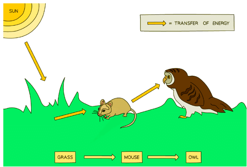 A food chain shows the transfer of energy