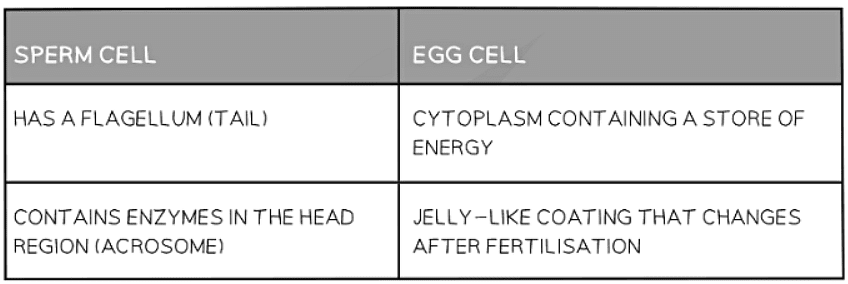 Sexual Reproduction in Humans | Biology for GCSE/IGCSE - Class 10