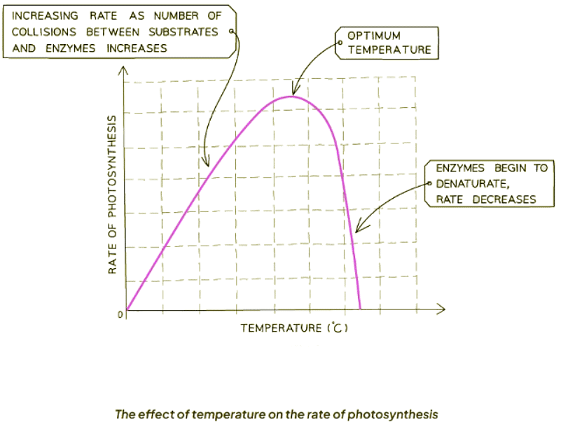 Limiting Factors | Biology for GCSE/IGCSE - Class 10