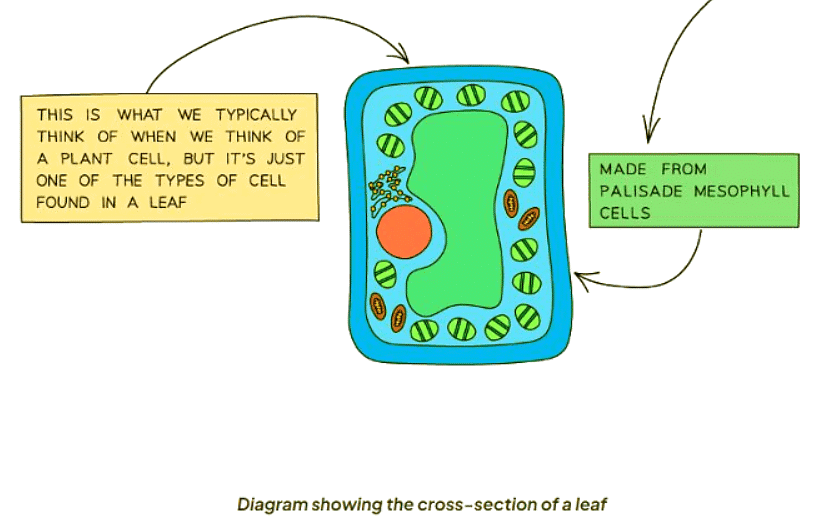 Identifying Leaf Structures in a Dicotyledonous Plant | Biology for GCSE/IGCSE - Class 10