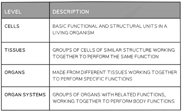 Levels of Organisation in an Organism