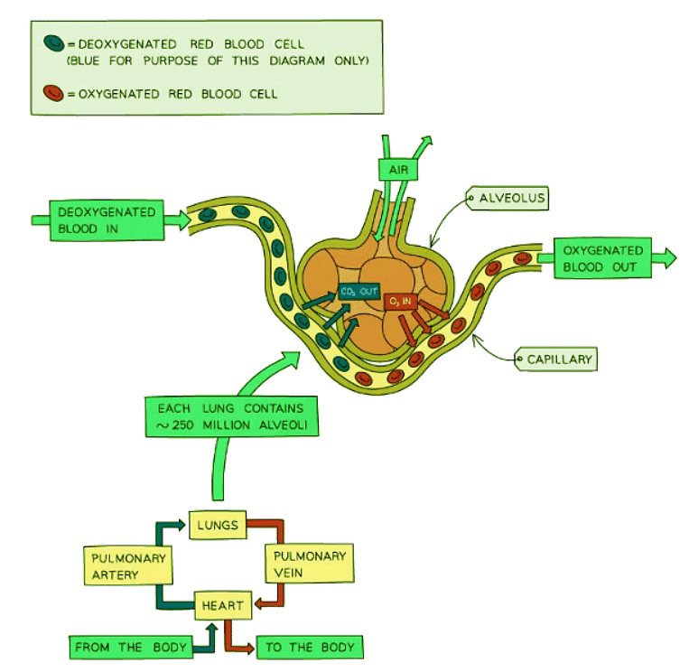 The alveolus is the gas exchange surface in humans