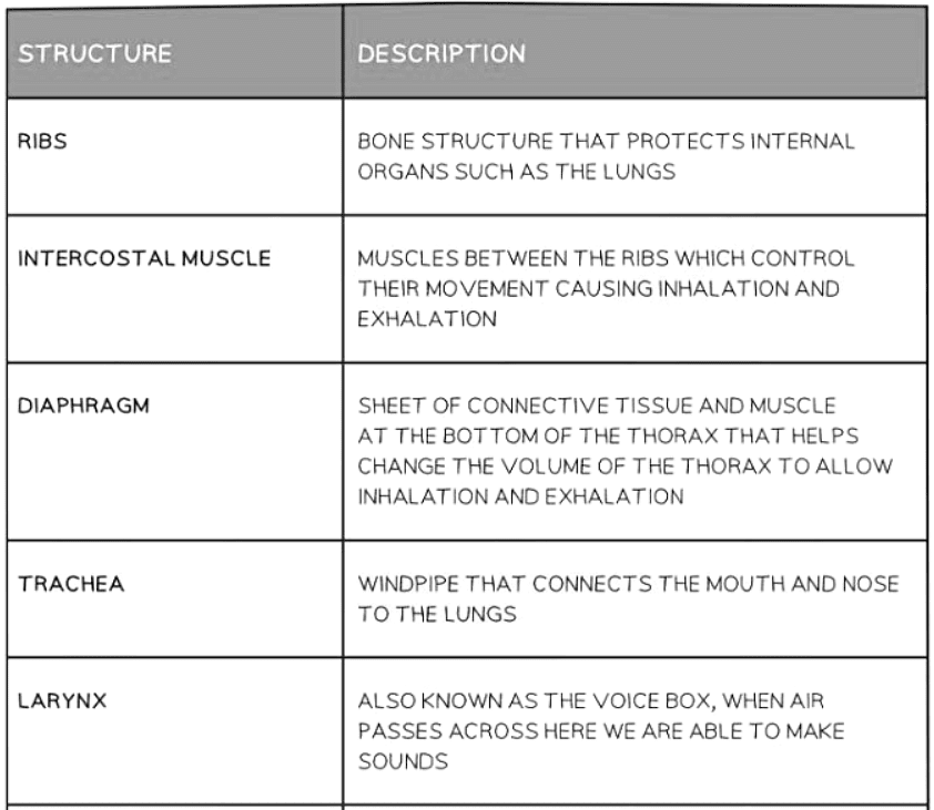 The Breathing System | Biology for GCSE/IGCSE - Class 10