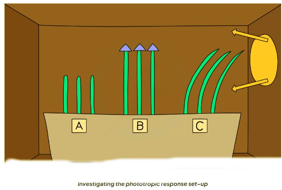 Tropisms | Biology for GCSE/IGCSE - Class 10