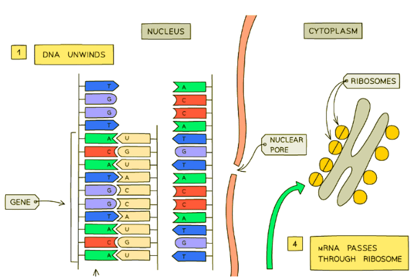Protein Synthesis | Biology for GCSE/IGCSE - Class 10
