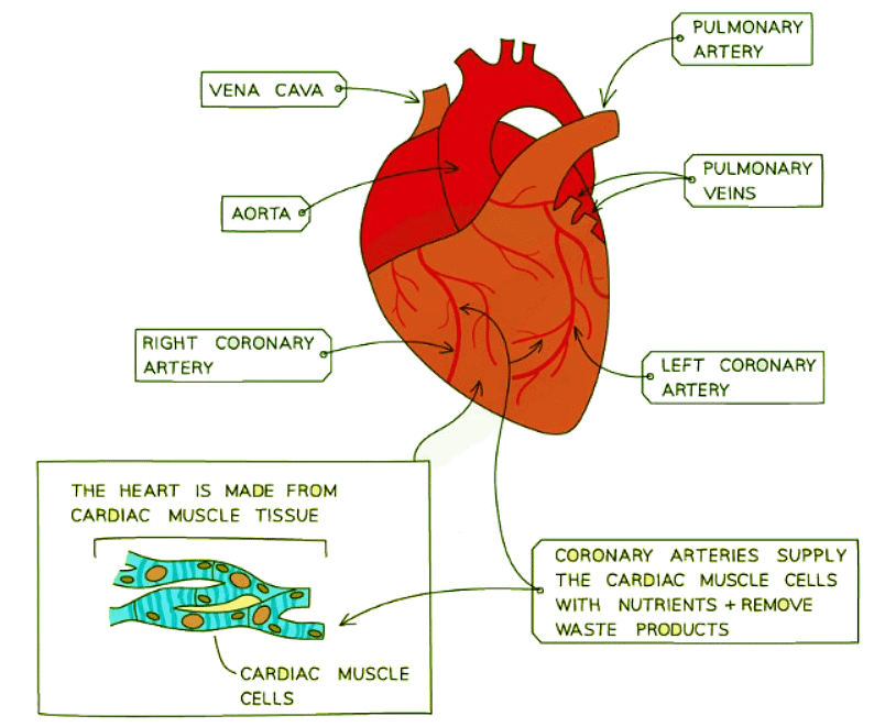 The coronary arteries
