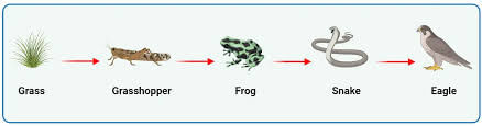 Ecosystems | Year 8 Biology (Cambridge) - Class 8