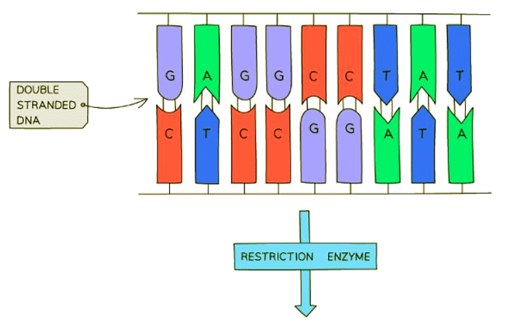 Genetic Modification | Biology for GCSE/IGCSE - Class 10