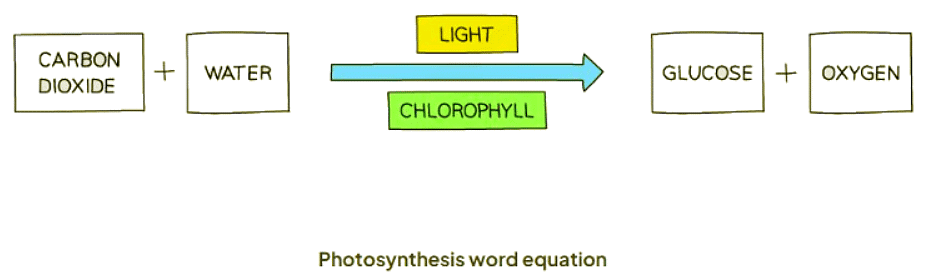 Photosynthesis | Biology for GCSE/IGCSE - Class 10