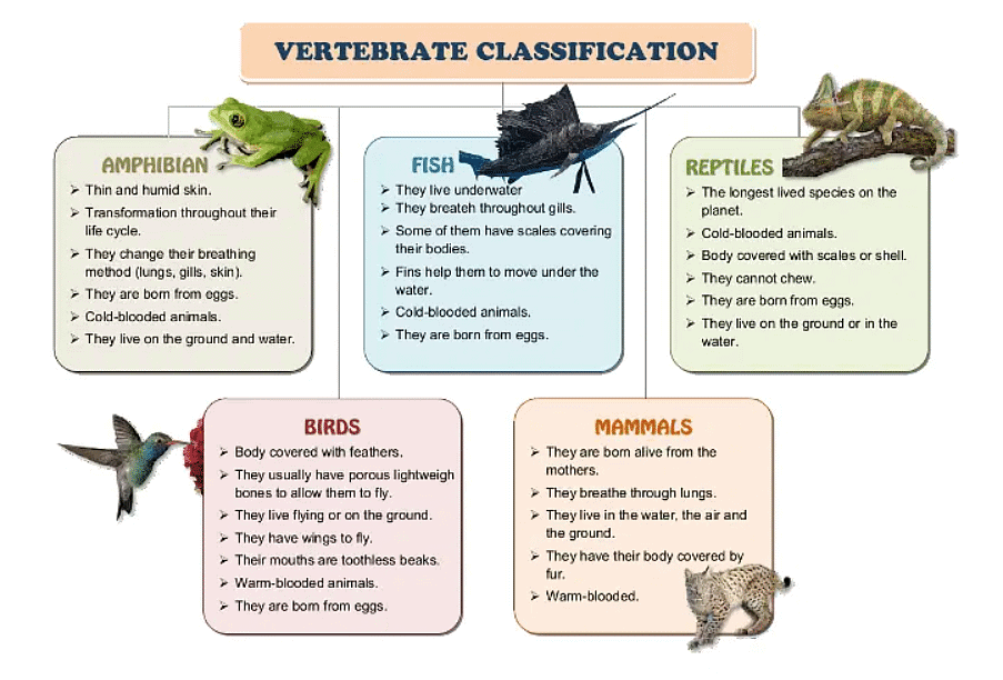 Features of Organisms - 1 | Biology for GCSE/IGCSE - Class 10