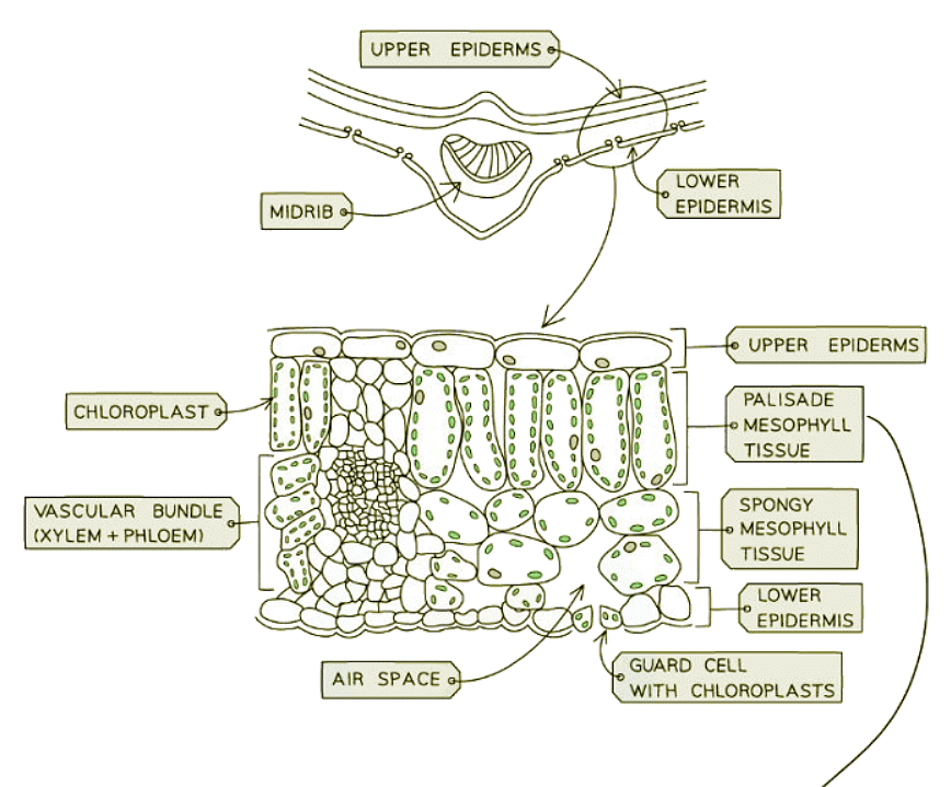 Identifying Leaf Structures in a Dicotyledonous Plant | Biology for GCSE/IGCSE - Class 10