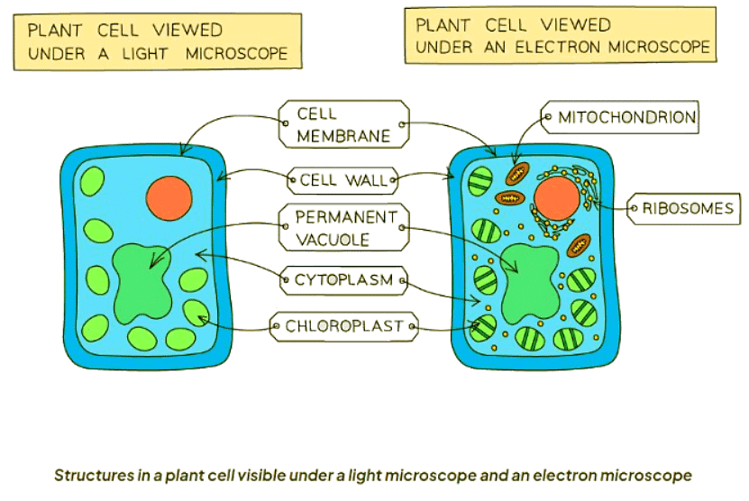Cell Structure | Biology for GCSE/IGCSE - Class 10