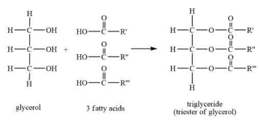 Chemicals & Life | Biology for GCSE/IGCSE - Class 10
