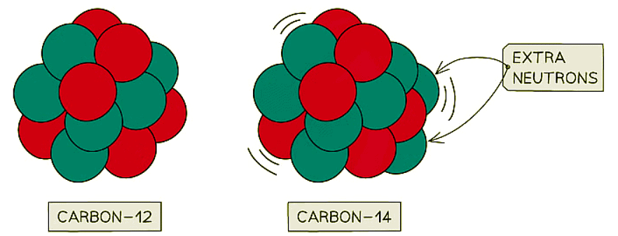 Carbon-12 is stable, whereas carbon-14 is unstable. This is because carbon-14 has two extra neutrons