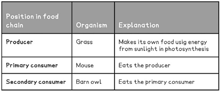 Food Chains & Food Webs | Biology for GCSE/IGCSE - Class 10