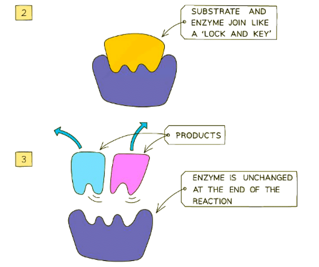 Enzyme Action & Specificity | Biology for GCSE/IGCSE - Class 10