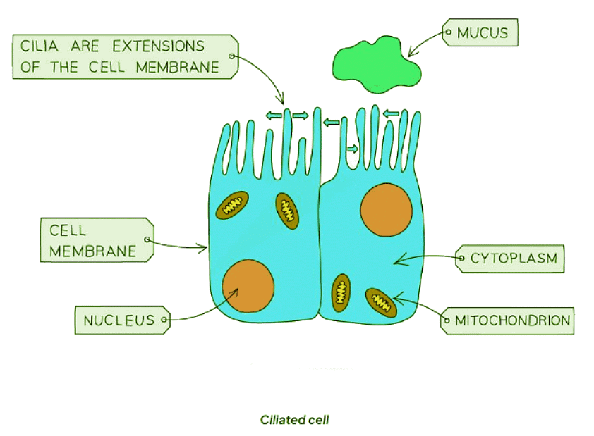Specialised cells in animals