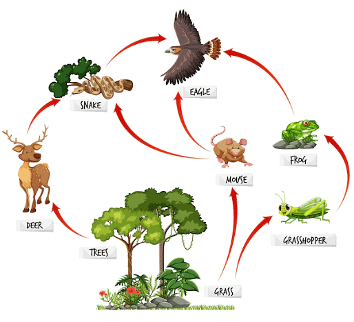Food webs