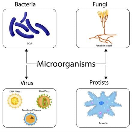 Types of microorganisms | Year 7 Biology (Cambridge) - Class 7