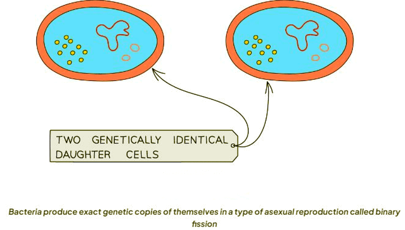 Asexual Reproduction | Biology for GCSE/IGCSE - Class 10