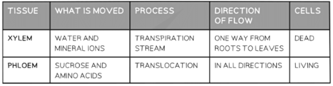 Translocation | Biology for GCSE/IGCSE - Class 10