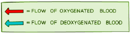 Circulatory System - 1 | Biology for GCSE/IGCSE - Class 10