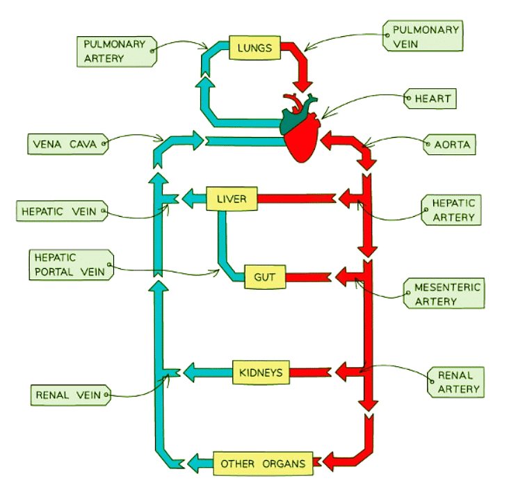 Mammalian circulatory system