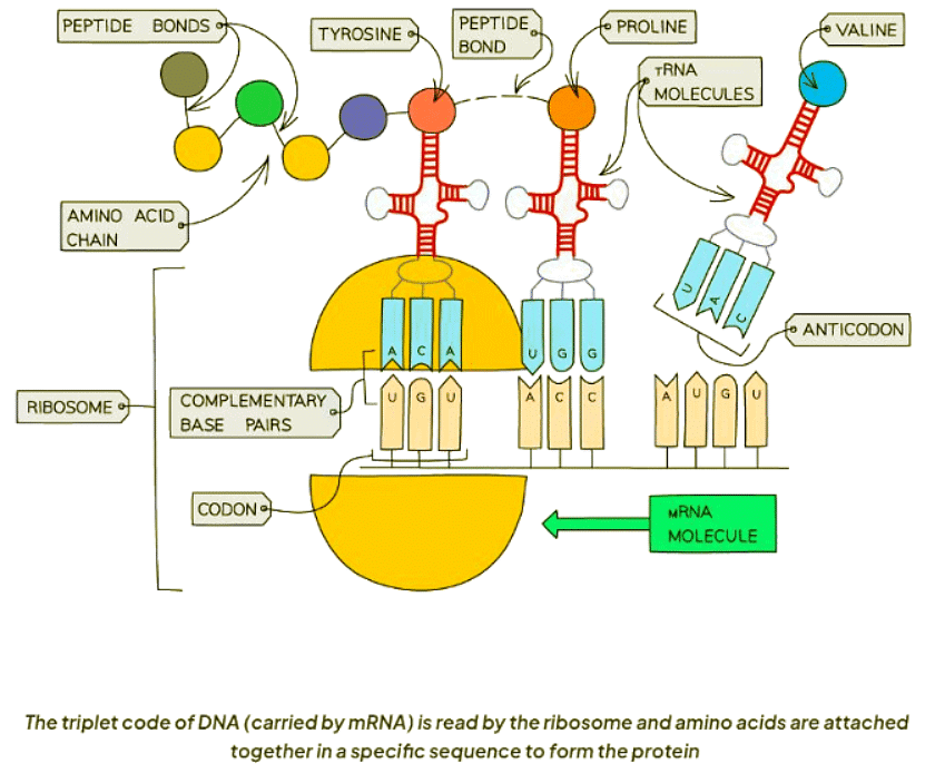Which Proteins are Synthesised? | Biology for GCSE/IGCSE - Class 10