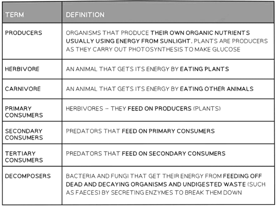 Food Chains & Food Webs | Biology for GCSE/IGCSE - Class 10
