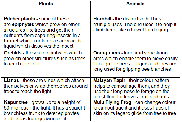 Deforestation of Tropical Rainforest | Geography for GCSE/IGCSE - Class 10