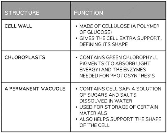 Cell Structure | Biology for GCSE/IGCSE - Class 10
