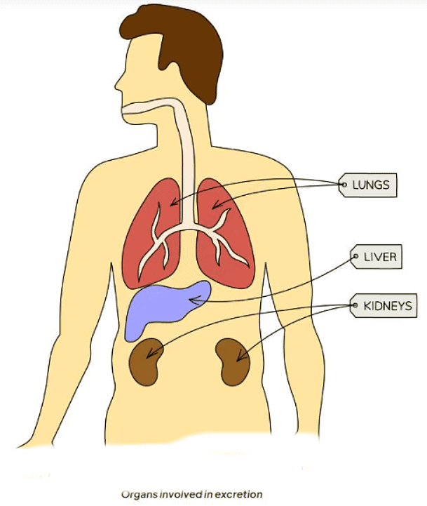 Excretion in Humans | Biology for GCSE/IGCSE - Class 10