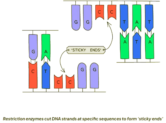 Genetic Modification | Biology for GCSE/IGCSE - Class 10