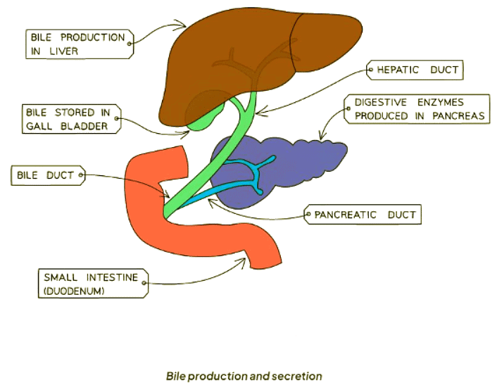 Bile | Biology for GCSE/IGCSE - Class 10