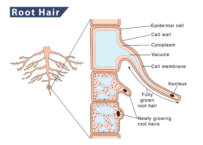 Root hair cells