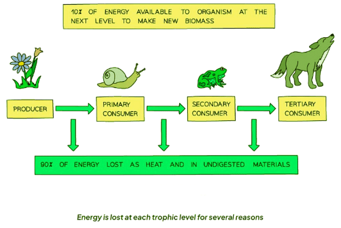 Pyramids of Energy | Biology for GCSE/IGCSE - Class 10