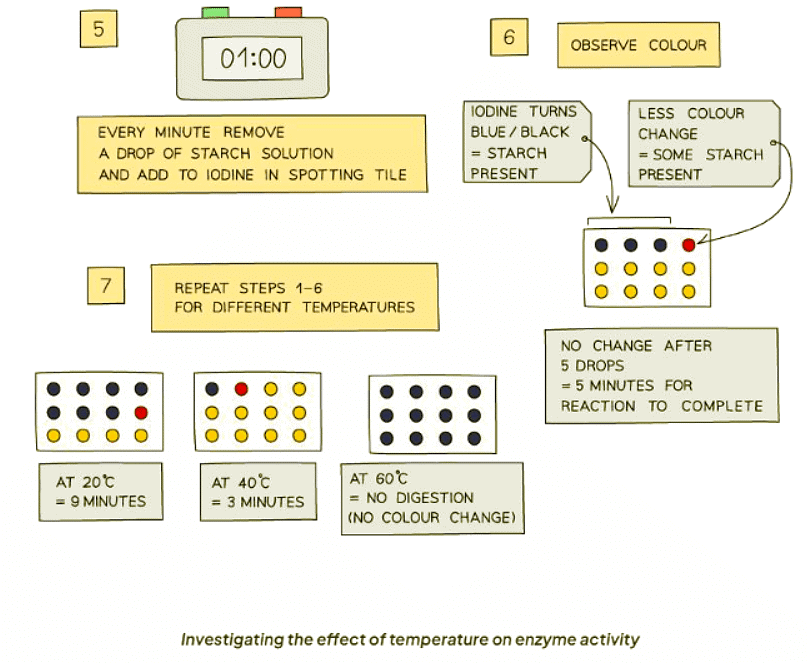 Enzyme Investigations | Biology for GCSE/IGCSE - Class 10