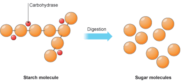 The digestion of starch